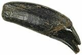 Pleistocene Aged Fossil Carnivore Canine Tooth - Florida #308463-1